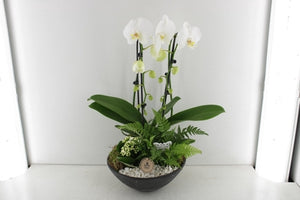 White Phalaenopsis Orchid Arrangement – 55cm Pot