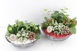 Red and White Indoor Plant Arrangement – 25cm Zinc Bowl