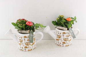 Autumn Mix Ceramic Watering Can Arrangement – 25cm