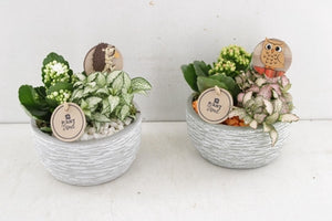 Orange and White Nerve Plant Arrangement – 15cm Ceramic Pot