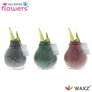 Marble Waxed Amaryllis (Hippeastrum) – 15cm+