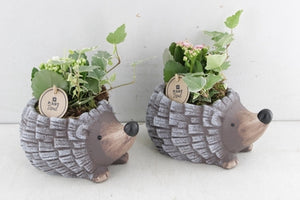 Indoor Ceramic Plant Arrangement – 20cm Pot
