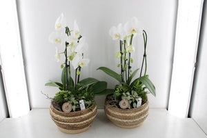 White Phalaenopsis Orchid Arrangement – 25cm Wicker Pot