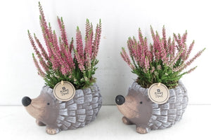Outdoor Plant Arrangement in Grey Ceramic Hedgehog Pot – 20cm