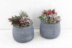 Green Mixed Plant Arrangement – 13cm Anthracite Ceramic Pot