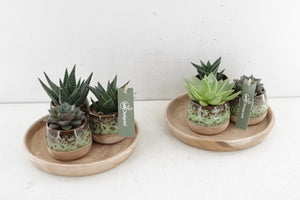 Succulent Arrangement in Brown and Green Ceramic Pot – 20cm