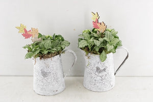 Mixed Garden Plant Arrangement in Zinc Pot – 12cm