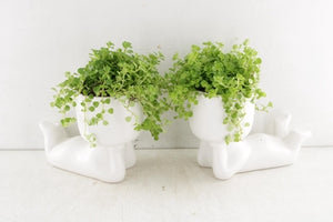 Pilea ‘Lazy Dude’ Arrangement – 14cm Ceramic Pot