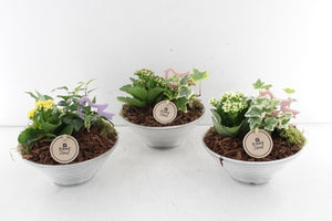 Mixed Plant Arrangement in Ribbed Glass Bowl – 18cm