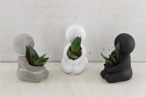Mini Succulent Arrangement – 5cm Concrete Pot