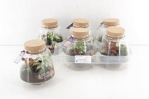 Mercurius Small Glass Terrarium – 12cm