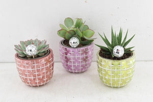 De Truly Succulent in Disco Mosaic Pot – 10cm