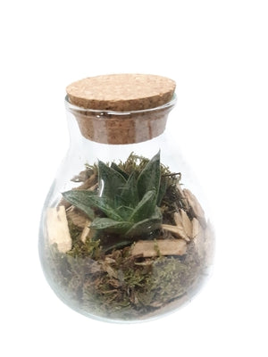 Gasteria Terrarium Arrangement in Glass Bowl – 10cm