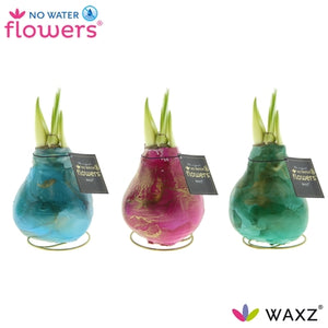 Waxed Amaryllis (Hippeastrum) – 15cm+