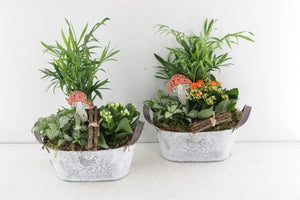 Mixed Plant Arrangement in Whitewashed Oval Zinc Pot – 20cm