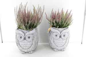 Outdoor Plant Arrangement in XL Ceramic Owl Pot – 18cm