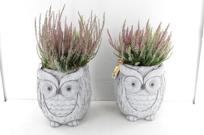 Outdoor Plant Arrangement with XL Ceramic Owl – 18cm Pot