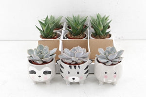 Animal-Shaped Succulent Arrangement – Grey, 7cm Pot