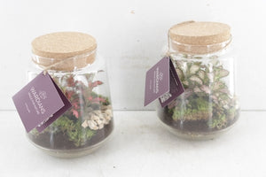 Mercurius Medium Glass Terrarium Arrangement – 16cm