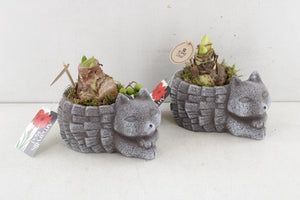 Amaryllis Arrangement in Ceramic Hedgehog Pot – 18cm
