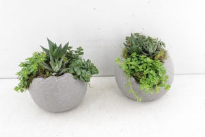 Green Globe Plant Arrangement – 13cm Ceramic Bowl