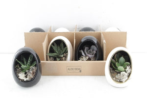 Black and White Succulent Arrangement – 10cm Pot