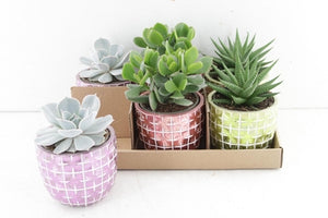 Mixed Succulent Arrangement – 10cm Pot