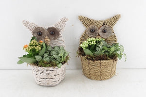Braided Owl Plant Arrangement – 13cm Pot