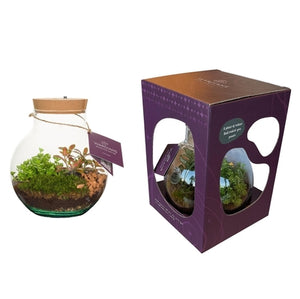 Venus Flytrap Terrarium with Rechargeable LED – 20cm