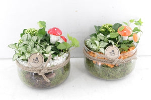 Orange and White Plant Arrangement with Rope Bowl – 18cm