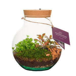 Venus Flytrap Terrarium with Rechargeable LED Light – 20cm
