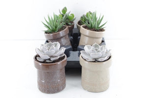 Mixed Succulent Arrangement in Kiva Pot – 11cm