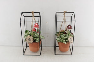 Mixed Houseplant Arrangement with Hanging Pot – 14cm