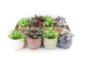 Mini Green Arrangement – 8cm Ornamental Pot
