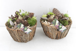 Large Amaryllis Arrangement in Wooden Bark Bowl – 22cm
