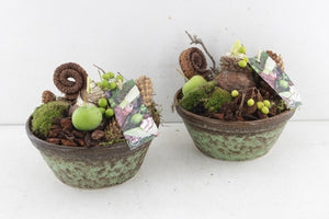Amaryllis Arrangement in Ceramic Bowl – 20cm