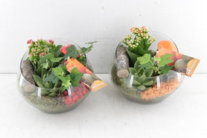Sacremento Orange and Red Plant Arrangement – 18cm Glass Bowl