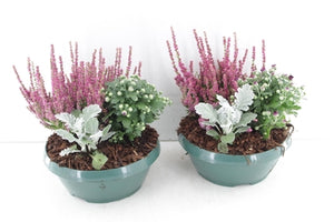 Outdoor Plant Arrangement – Classic 20cm Pot