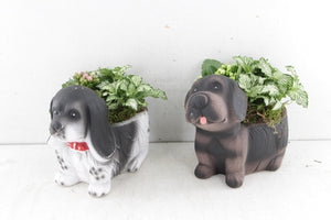 Ceramic Dog-Themed Plant Arrangement – 15cm Pot