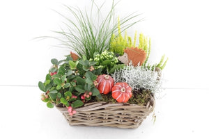 Outdoor Arrangement in Extra-Large Square Wicker Basket – 30cm