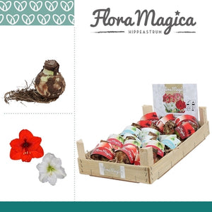 Amaryllis Bulb Gift Box – White Mixed Varieties