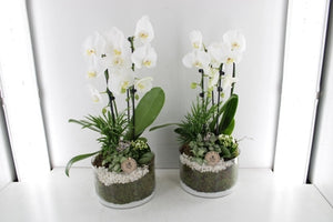 Large White Phalaenopsis Orchid Arrangement – 22cm Glass Bowl