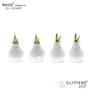 Bordeaux Waxed Amaryllis (Hippeastrum)