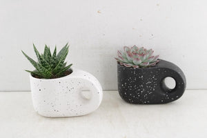 Truly Succulent Arrangement – 15cm Pebble Pot