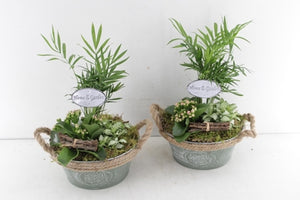 Green Mixed Arrangement in Round Zinc Pot – 19cm