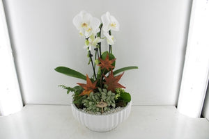 White Phalaenopsis Orchid Arrangement – 28cm Ceramic Pot