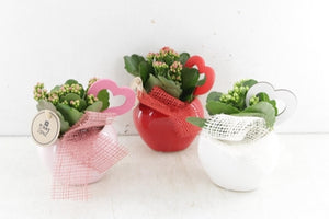 Mixed Green Plant Arrangement – 12cm Ceramic Pot