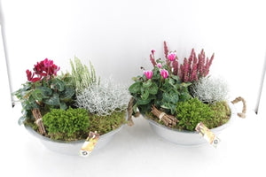 Outdoor Plant Arrangement in Zinc Dish – 33cm