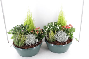 Outdoor Plant Arrangement – Classic 30cm Pot