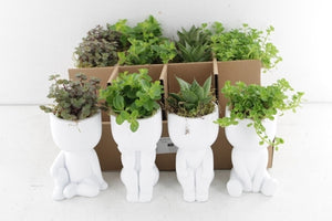 Mixed Chilling Plant Arrangement – 14cm Ceramic Pot